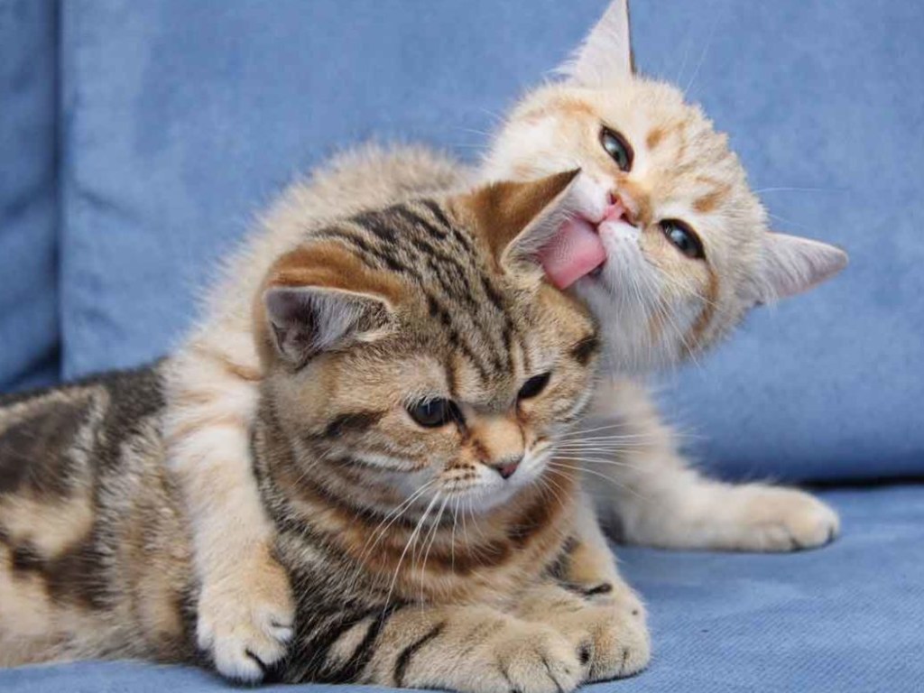 «Какая же милота»: Влюбленные кот с кошкой и их котята попали на видео
