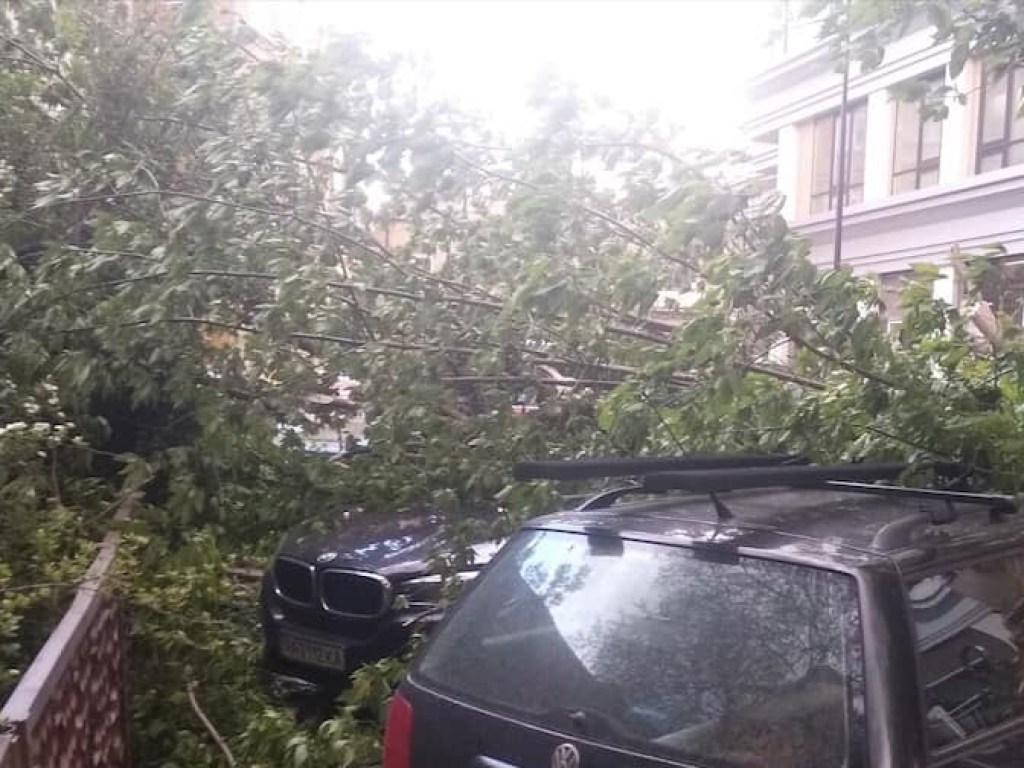 В центре Киева на припаркованные иномарки рухнуло дерево (ФОТО)