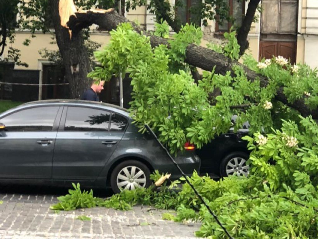 У здания СБУ в Киеве прямо на дорогу рухнуло дерево (ФОТО)