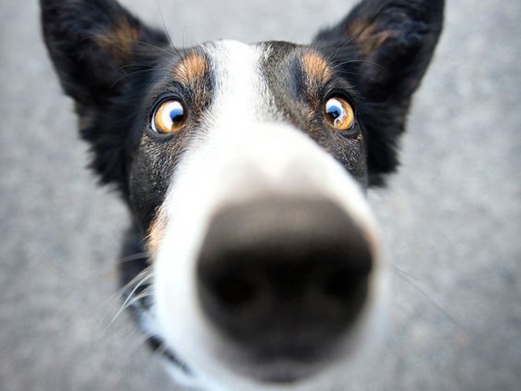 «Когда же щенок уйдет?»: взрослые собаки были недовольны знакомством с хулиганистыми конкурентами (ФОТО)