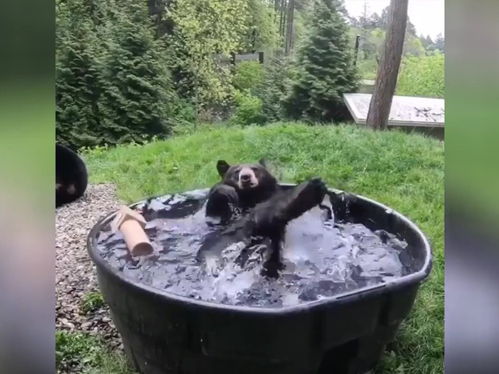 «Лохматый ребенок»: Медведь искупался в бассейне и стал звездой Сети (ВИДЕО)