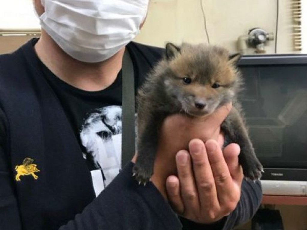 Японец приютил милого «щенка», но в ветеринарной клинике его ждал сюрприз (ФОТО, ВИДЕО)