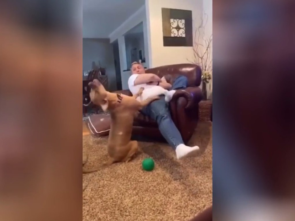 Собака трогала хозяина лапами и хотела с ним поиграть:  опубликовано трогательное видео
