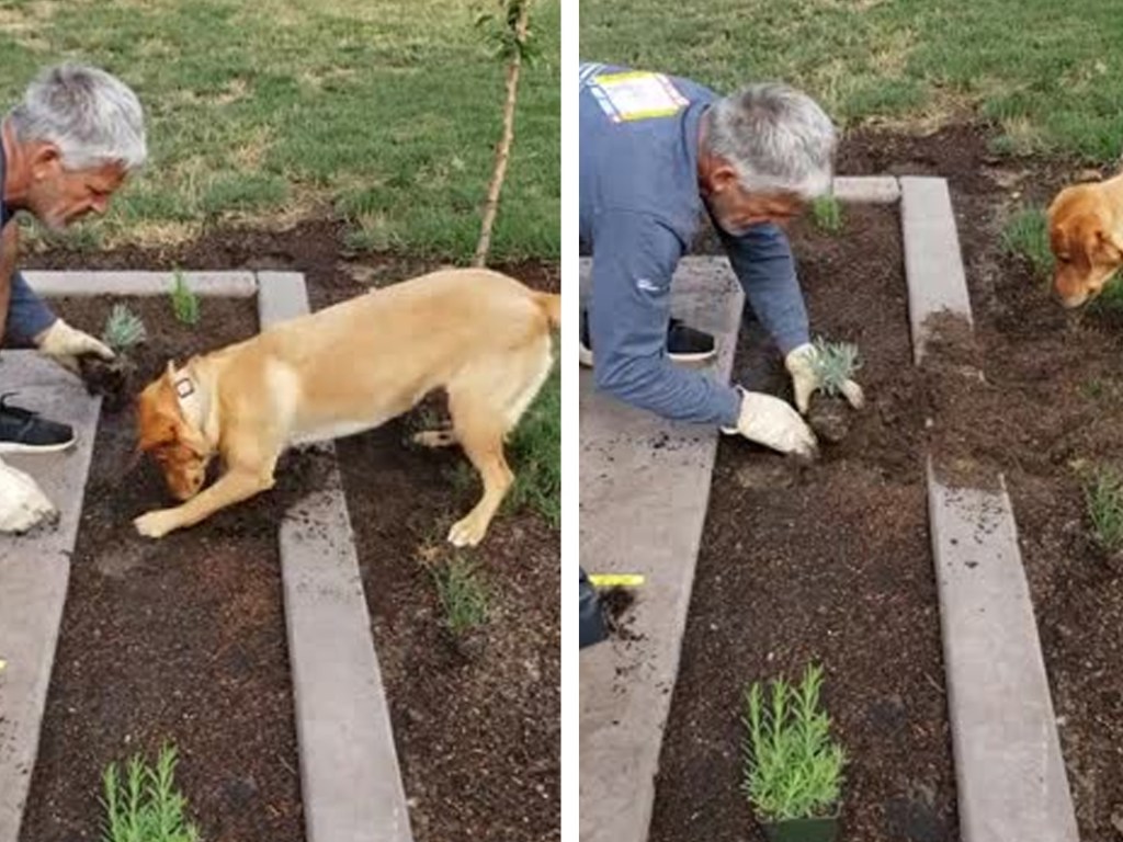 Пес помог пожилому хозяину копать грядки (ФОТО, ВИДЕО)