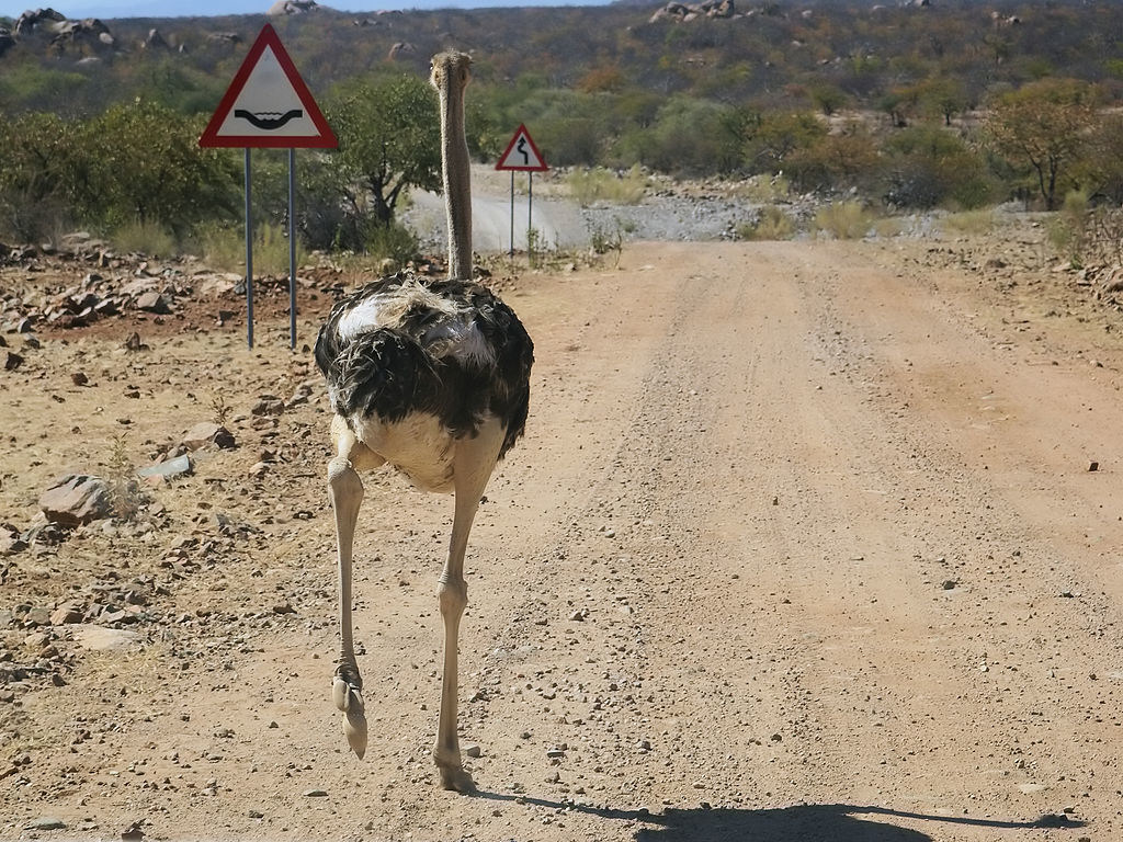 «Бывало всякое, но это слишком»: в селе на Житомирщине заметили бегущего за велосипедистом страуса (ВИДЕО)