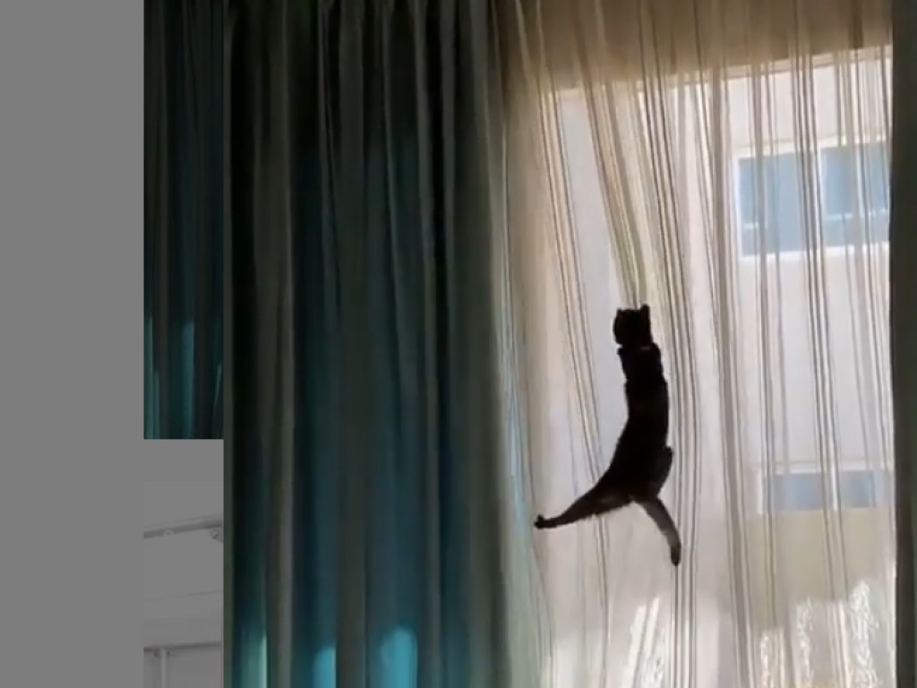 Кот под весёлую музыку лез по занавеске: видео рассмешило пользователей Сети