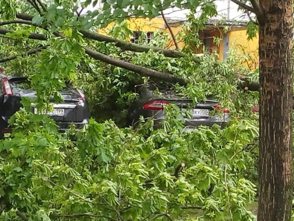 В Сеть выложили видео ЧП в Одессе: дерево рухнуло прямо на киоск с продавщицей (ВИДЕО) 