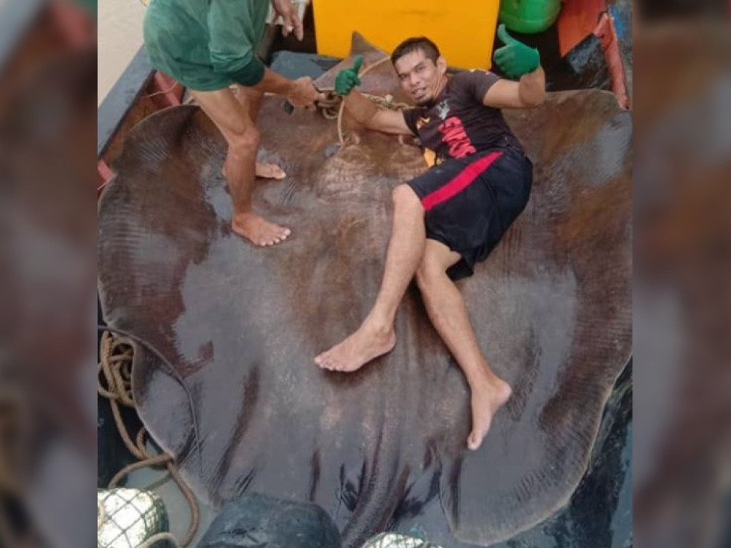«Тащили полтора часа»: малайзийские рыбаки выловили пресноводного хвостокола рекордных размеров (ВИДЕО) 