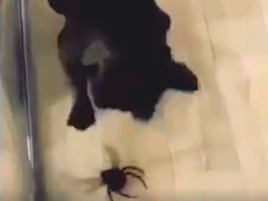Собака испугалась игрушечного паука и позабавила соцсети (ФОТО, ВИДЕО)