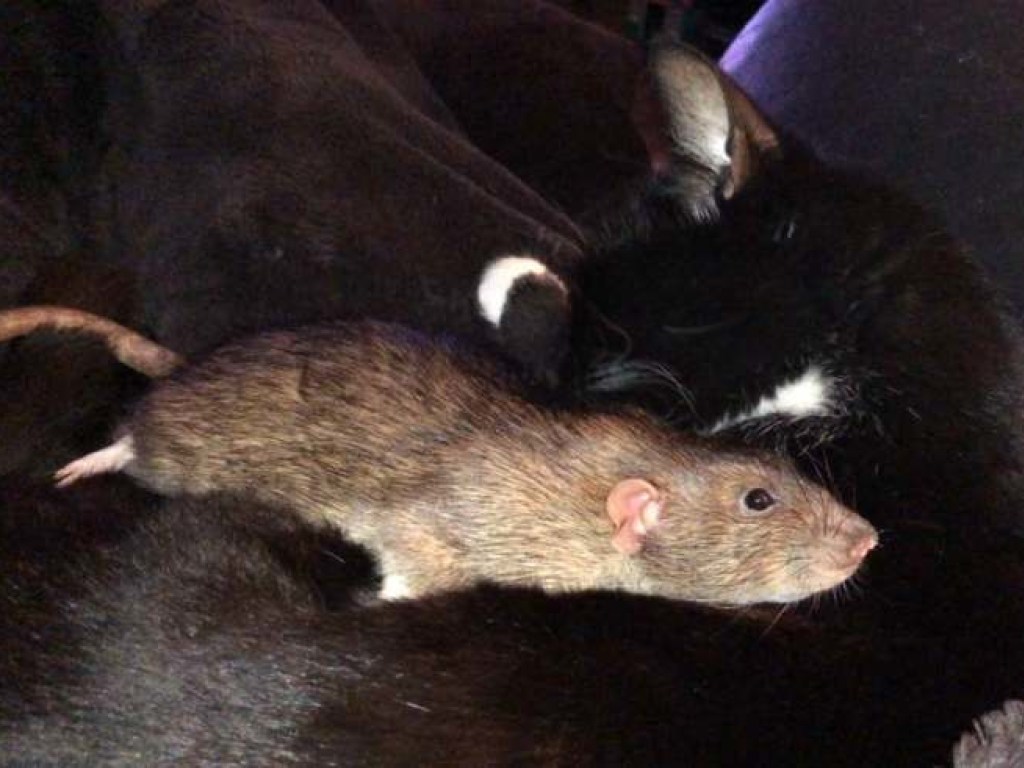 Кошка подружилась с крысой и приняла ее за своего котенка (ФОТО, ВИДЕО)