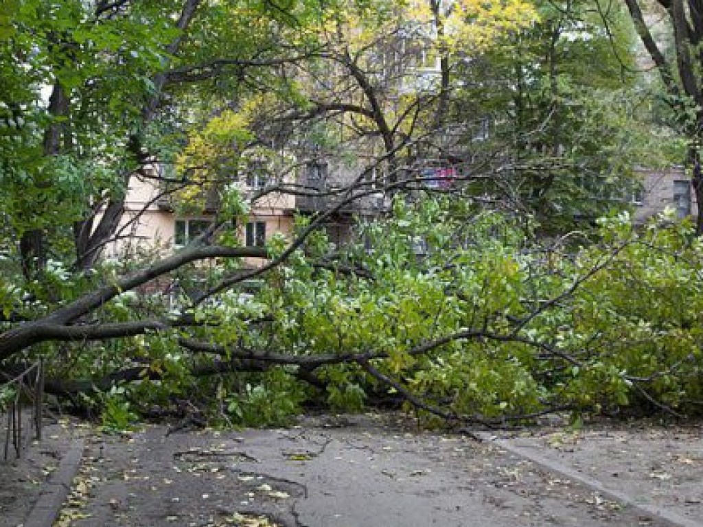 В Харькове ветер повалил 12 деревьев (ФОТО)
