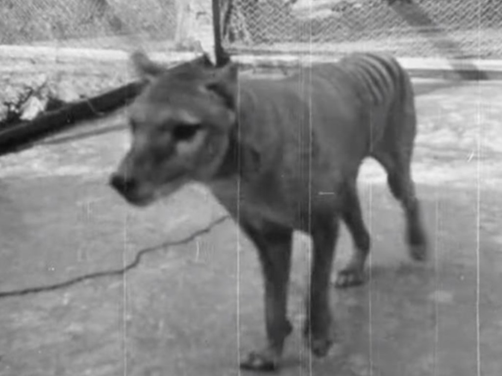 Национальный архив Австралии опубликовал редкое архивное видео с последним живым тасманийским тигром (ФОТО, ВИДЕО)