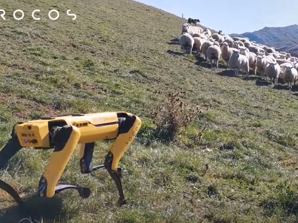 Rocos превратила робота Boston Dynamics в пастуха овец (ФОТО, ВИДЕО)