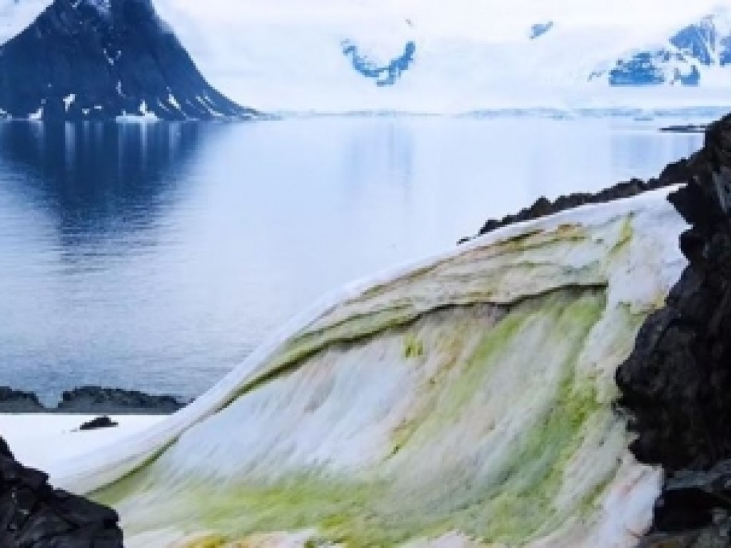 Снежные покровы Антарктиды позеленели: фото редкого явления