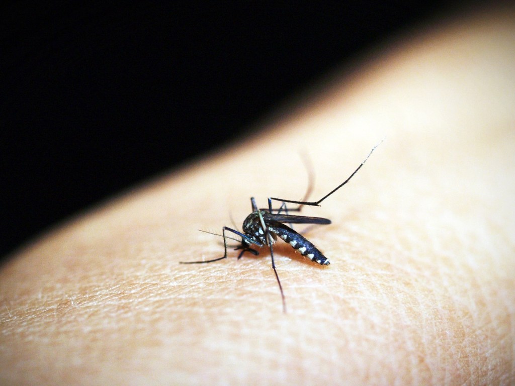 В Харькове подтвердился случай малярии: болезнь выявили у студента