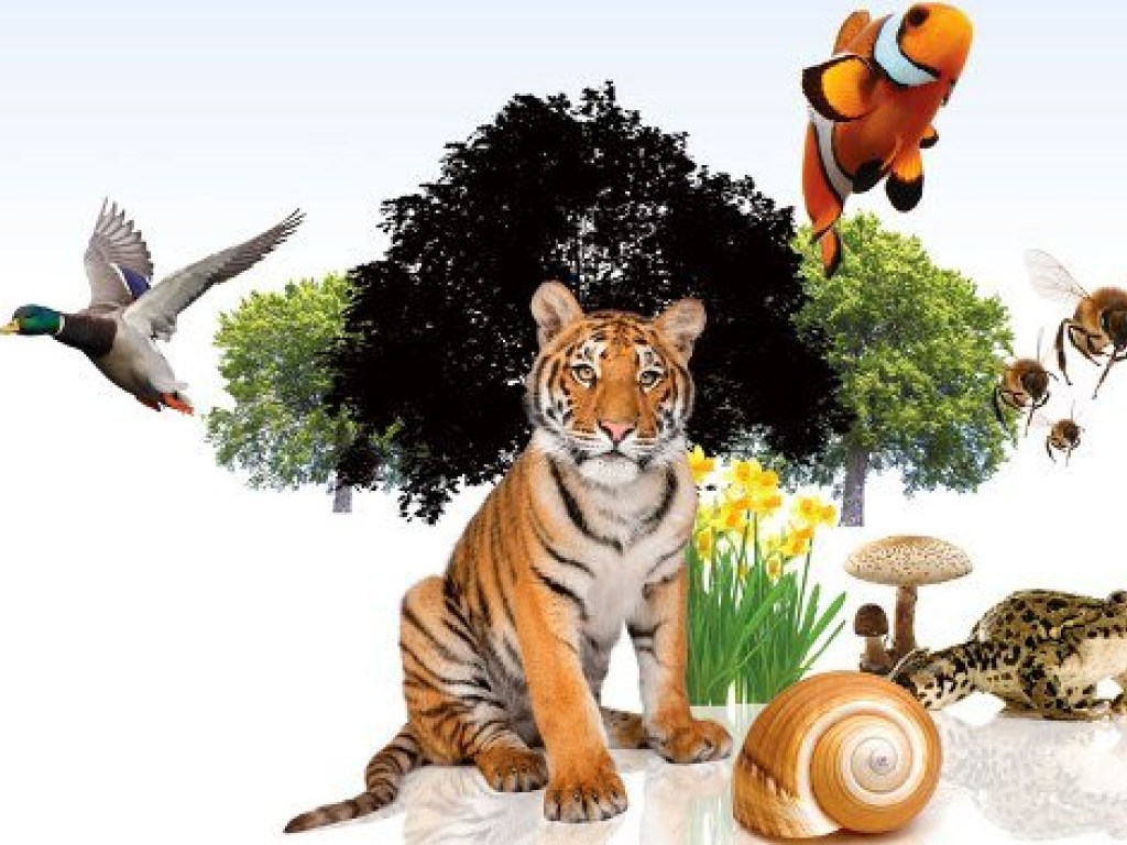 22 мая &#8212; Международный день биологического разнообразия