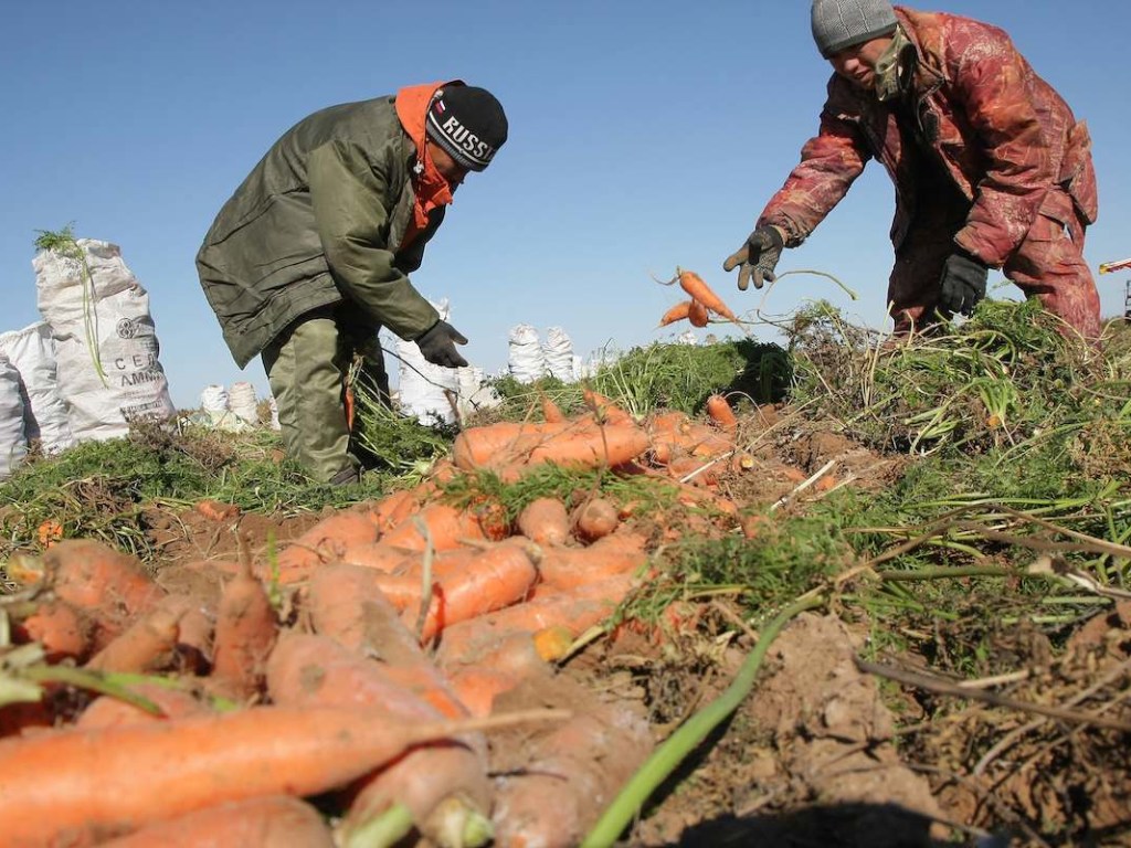 В Запорожской области фермер наложил на себя руки из-за потери урожая