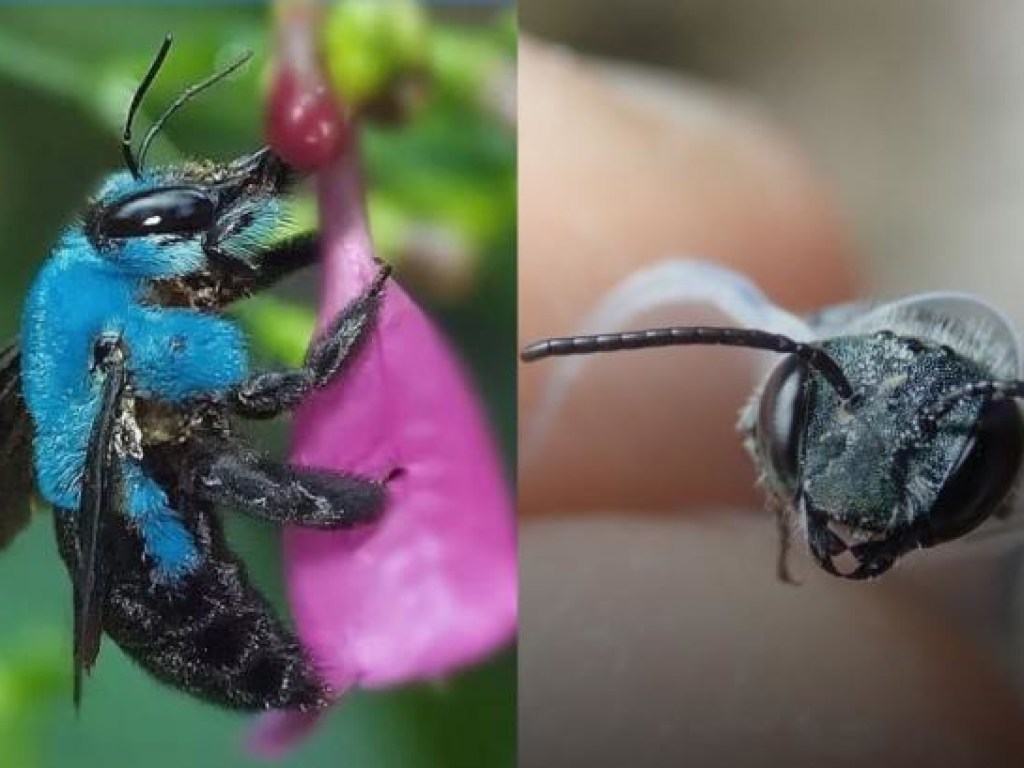 Ученые отыскали голубую пчелу, которую считали вымершей (ФОТО)