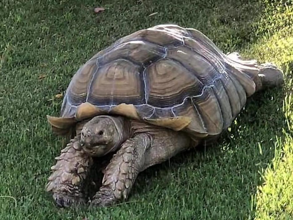 Огромная черепаха устроила забавный аттракцион (ФОТО, ВИДЕО)