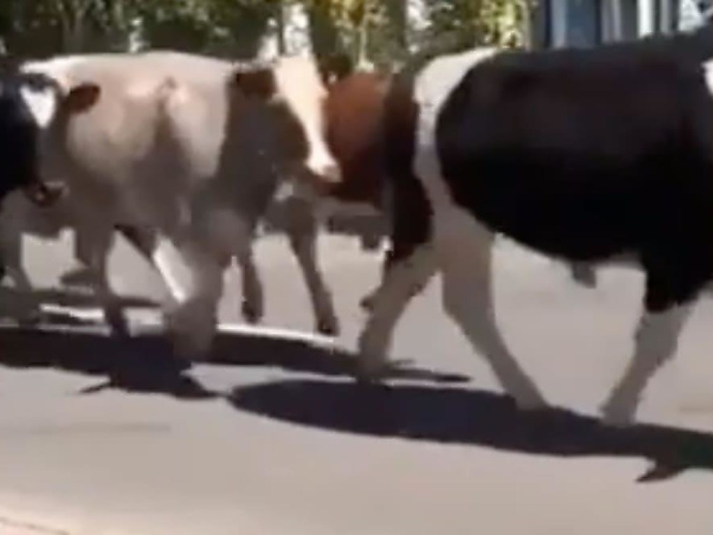 Корова, надев стул на голову, обратила в бегство своих соплеменниц (ФОТО, ВИДЕО)
