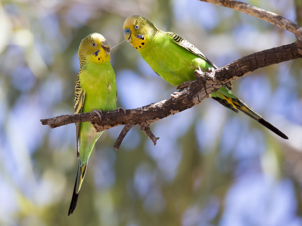 В Австралии на людей падают мертвые попугаи (ФОТО)