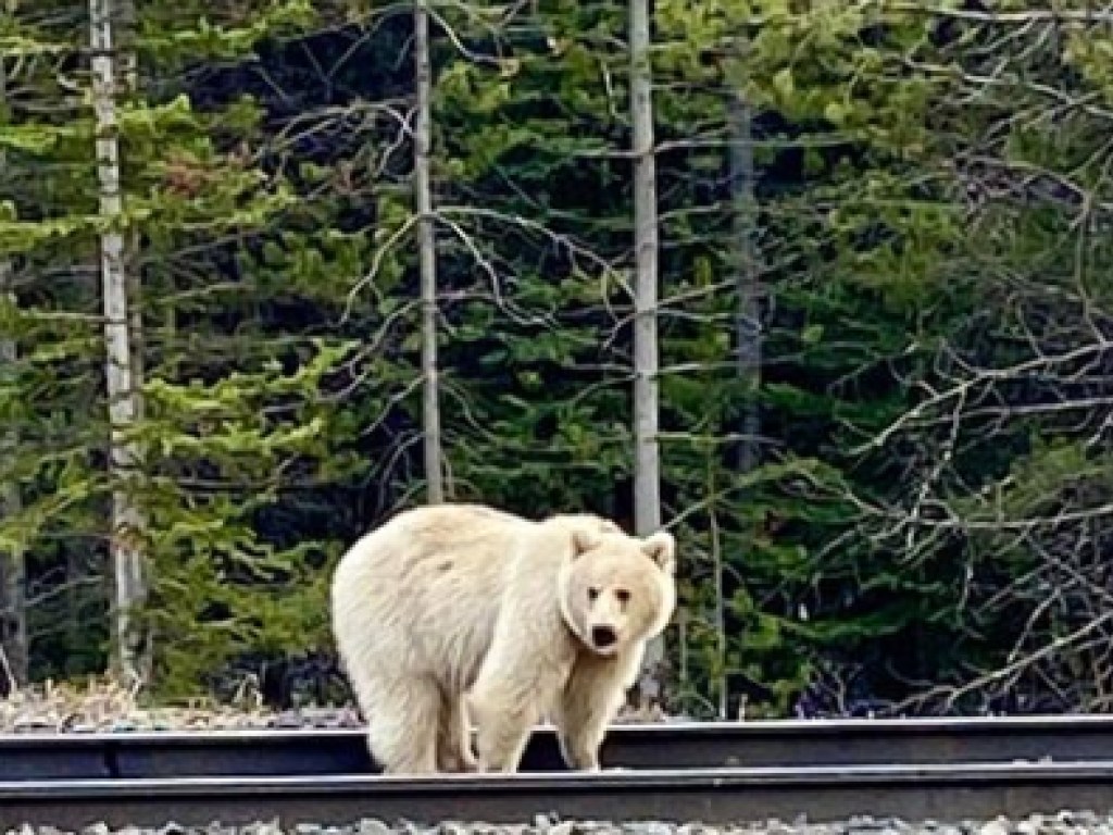 В горах Канады заметили медведя-альбиноса (ФОТО, ВИДЕО)