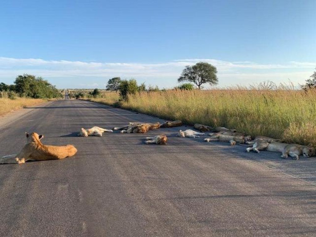Природа настолько очистилась: в ЮАР львы уснули прямо на дороге (ФОТО)
