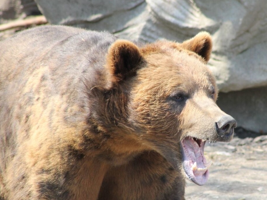 В Варшаве пьяный посетитель зоопарка пытался утопить медведицу (ВИДЕО)