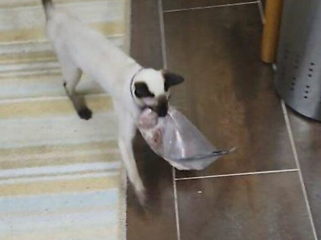 Кот стащил у хозяина бекон, но не успел его перепрятать (ВИДЕО)