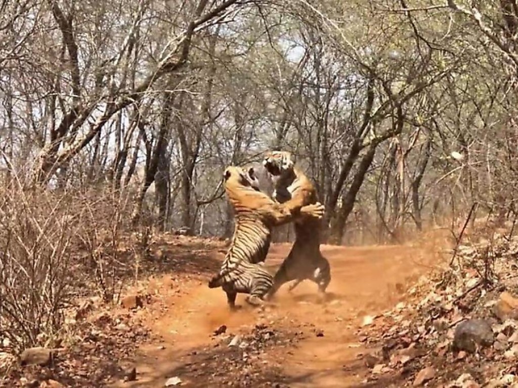 «Не поделили территорию»: в индийском заповеднике тигрица напала на свою мать (ФОТО, ВИДЕО)