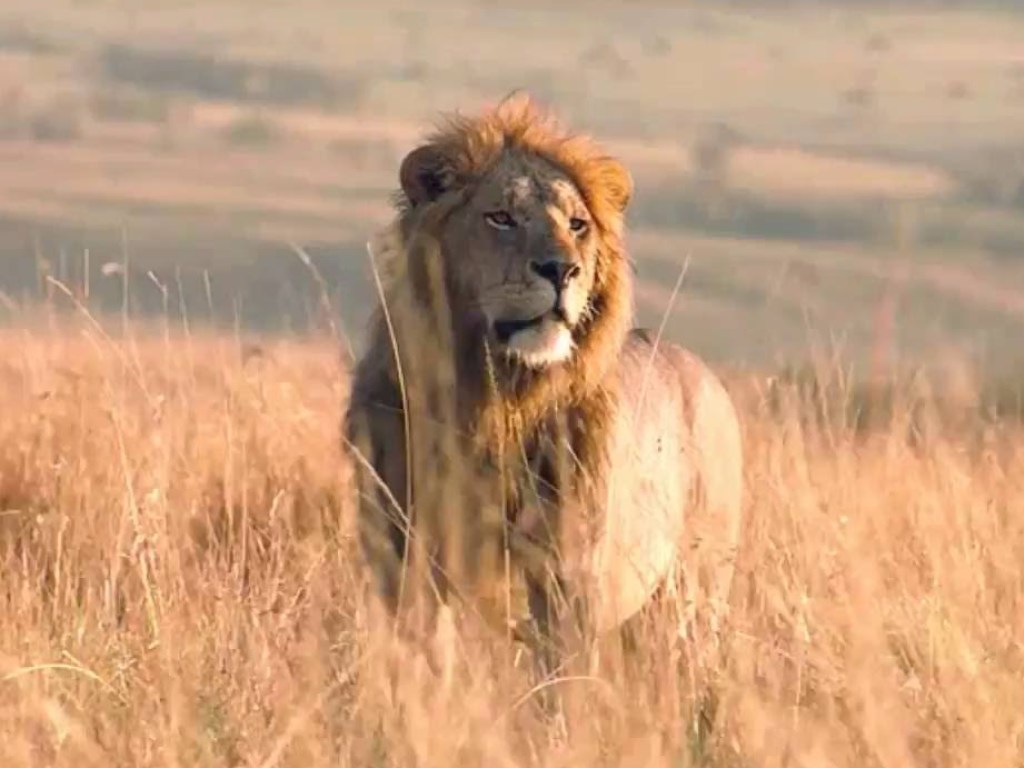Львы не поделили самку и устроили жестокую драку в Африке (ВИДЕО)