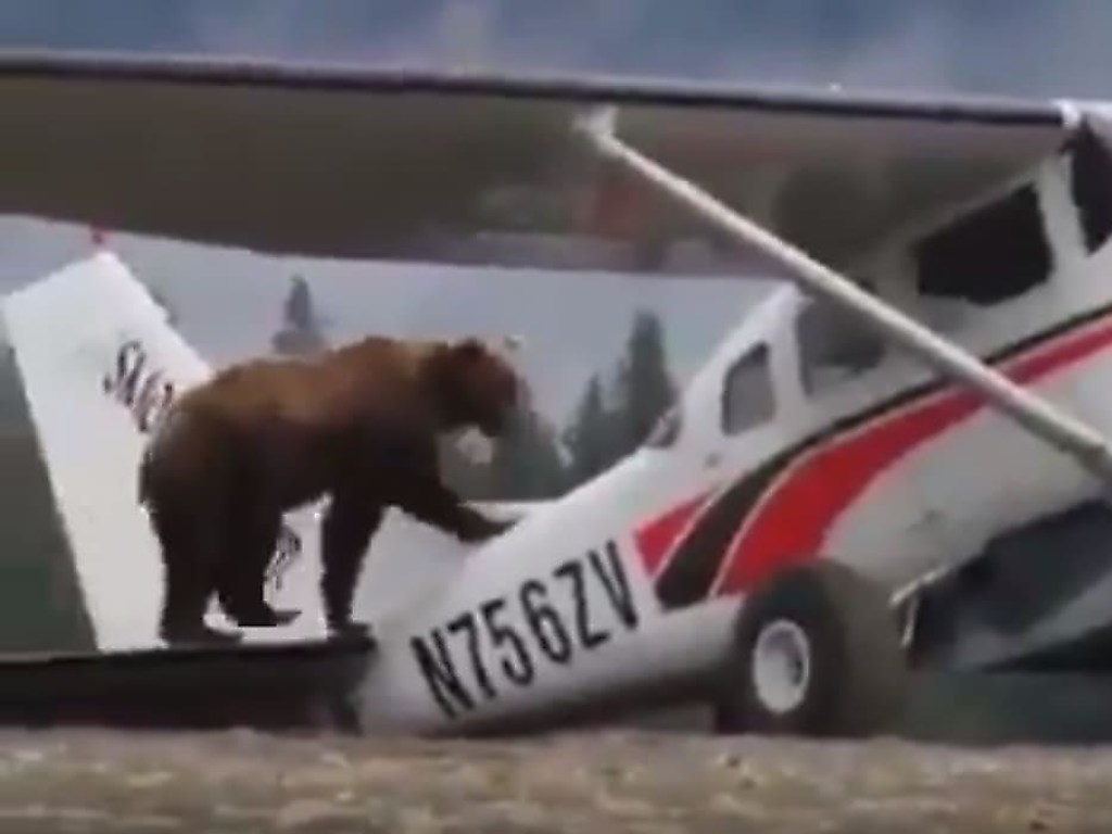 Бурый медведь решил исследовать самолет на Аляске и стал звездой Сети (ФОТО, ВИДЕО)