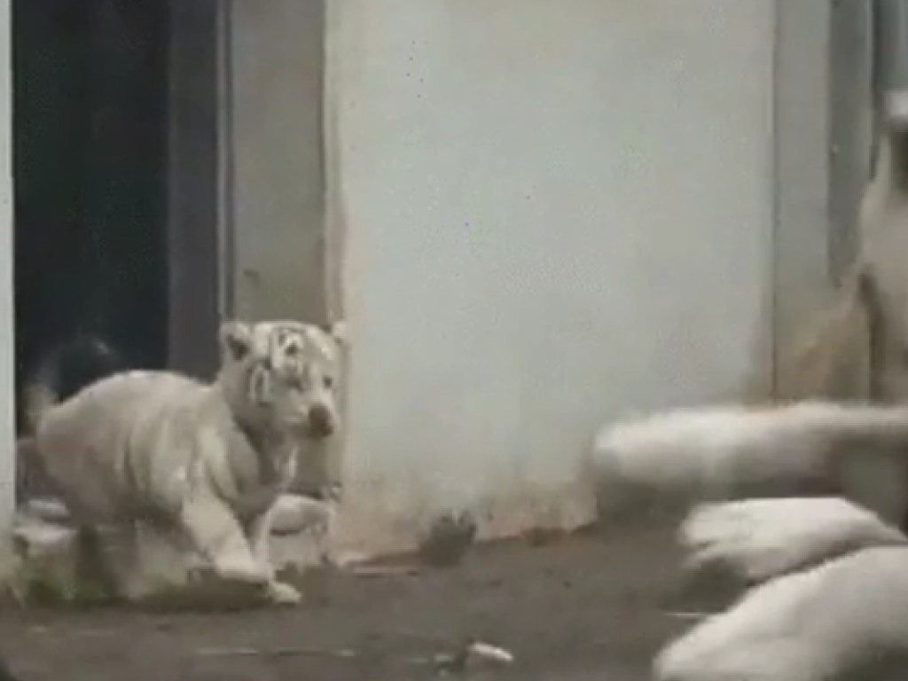 Тигренок напугал взрослого тигра: в Сети обсуждают смешное видео