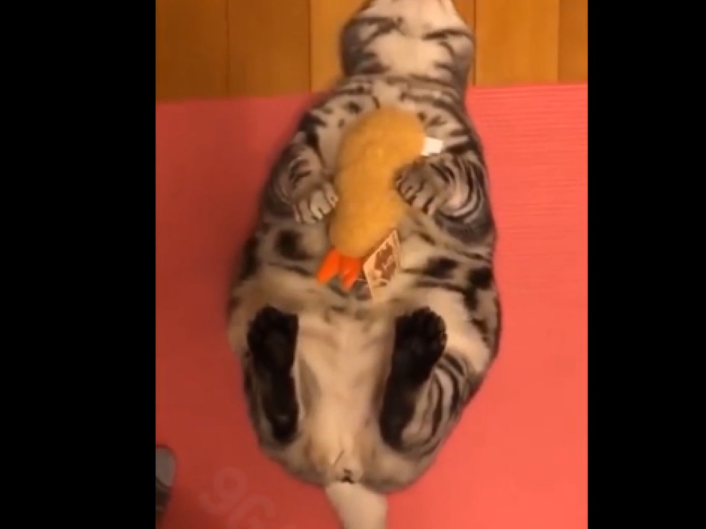 Это любовь: Кошка обрадовалась плюшевой игрушке и умилила интернет (ВИДЕО)