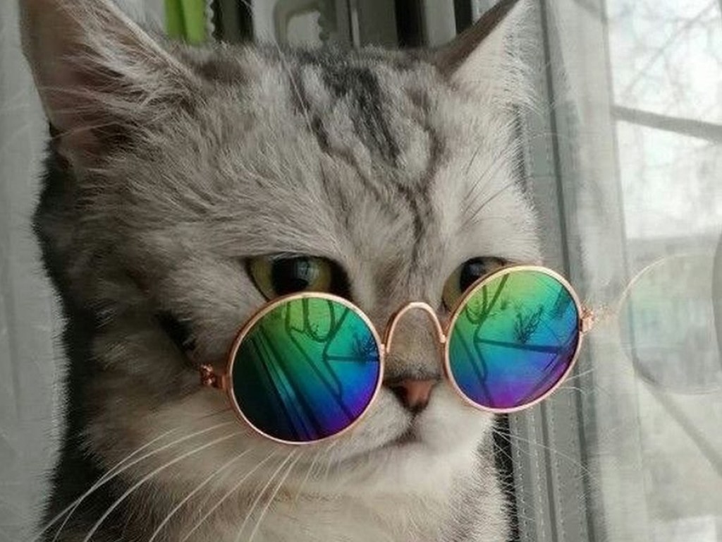 Новый тренд: В Сети показали, как сделать модные очки для кота (ВИДЕО)