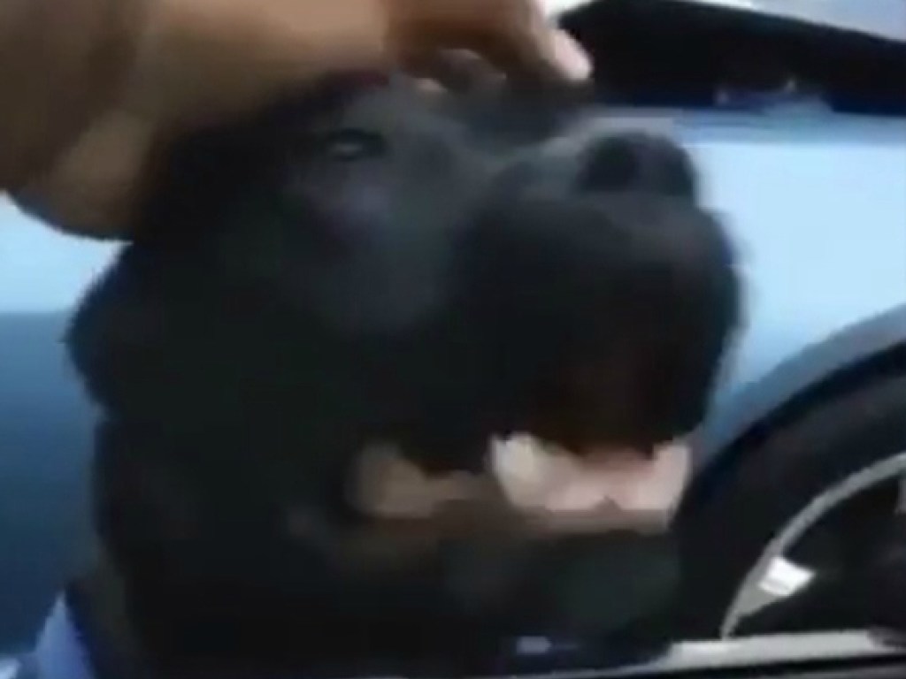 Забавный ролик из Сети: пес залез в машину и вызвал панику у пассажирки (ФОТО, ВИДЕО)