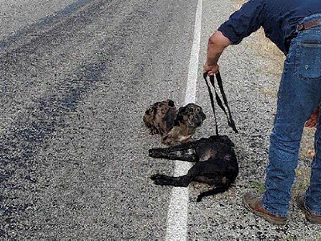В США собака охраняла тело своей сестры, погибшей под колесами автомобиля (ФОТО)