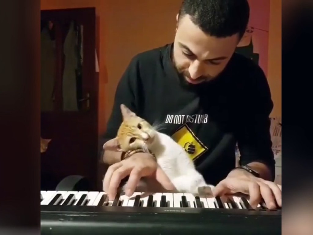 Кошка, любящая классическую музыку, покорила Сеть (ФОТО, ВИДЕО)