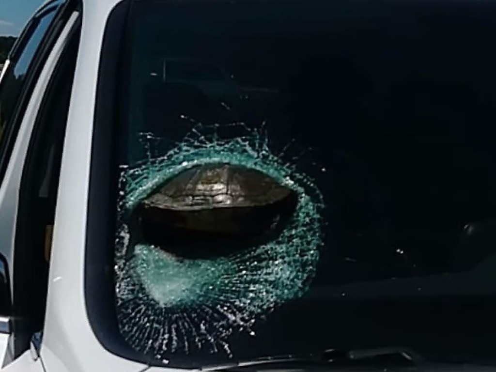 В США черепаха попала в лобовое стекло движущегося автомобиля (ФОТО, ВИДЕО)
