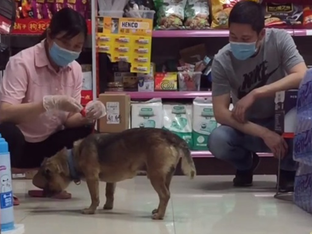 Китайский Хатико: В Ухане пес три месяца ждал под больницей умершего от коронавируса хозяина (ФОТО)