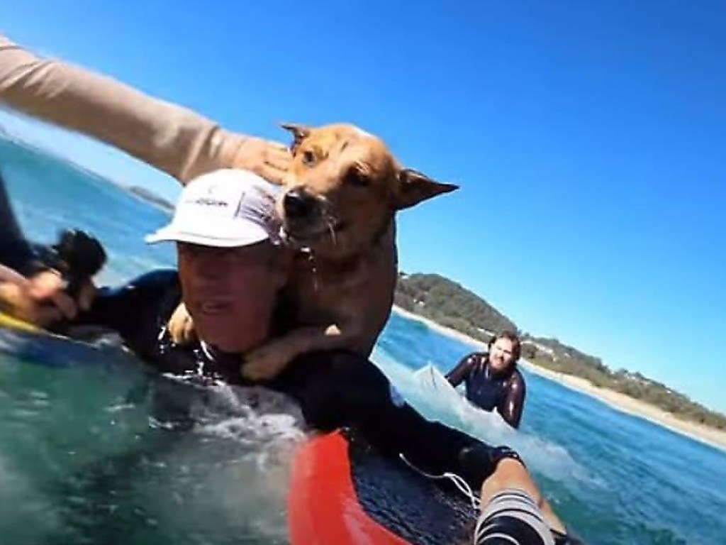 Мужчина спас собаку, оказавшуюся за бортом лодки (ФОТО, ВИДЕО)