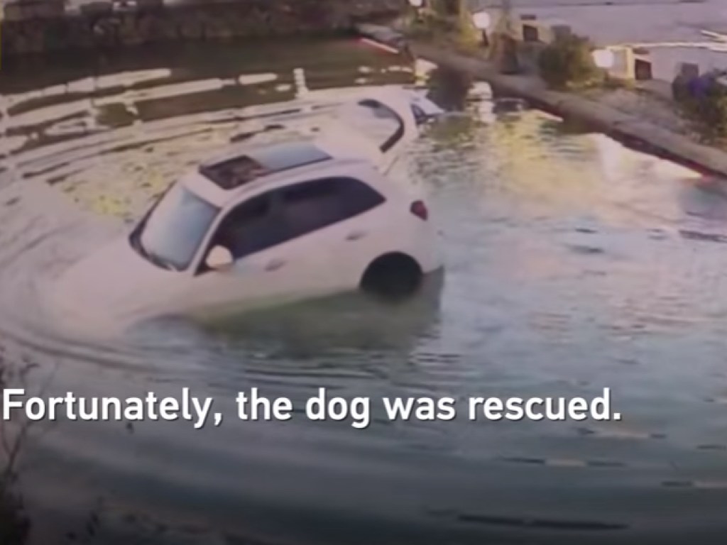 Собака в Китае случайно утопила автомобиль хозяина в пруду (ФОТО, ВИДЕО)