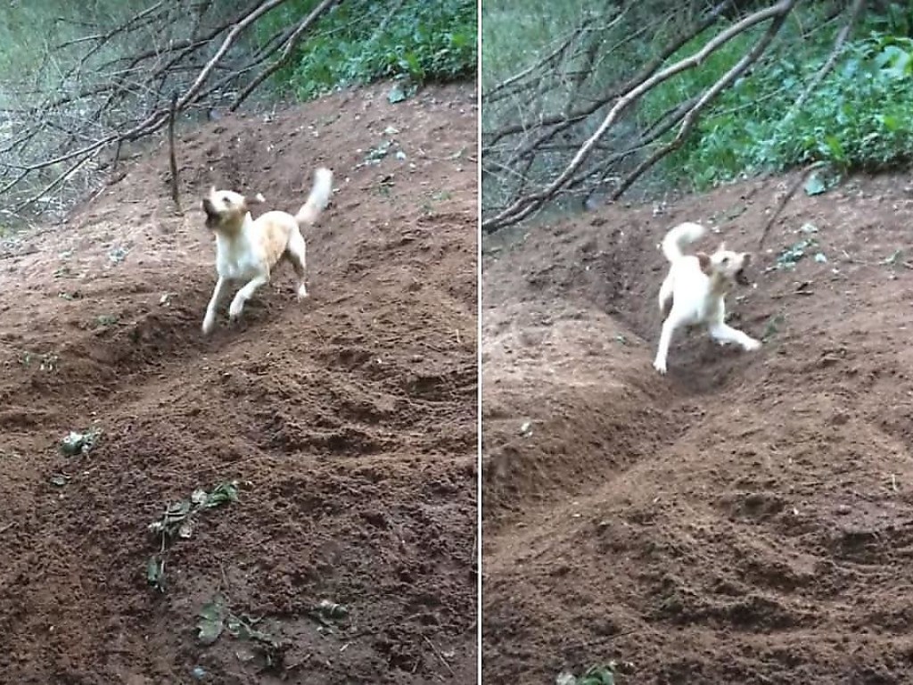 Собака вырыла траншею на огороде, чтобы поиграть с палкой (ВИДЕО)