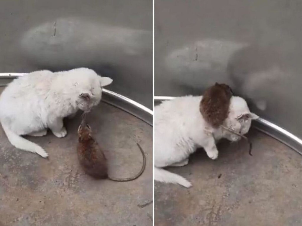 Наглая крыса залезла на кошку и удивила Сеть (ФОТО, ВИДЕО)