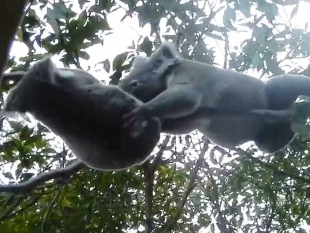 Две коалы устроили фееричную схватку на ветке дерева (ФОТО, ВИДЕО)