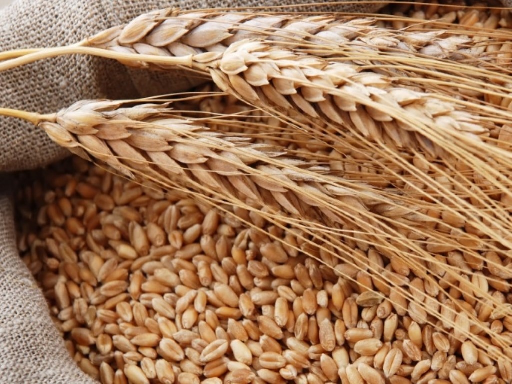 В Украине резко улучшили прогноз по урожаю зерна