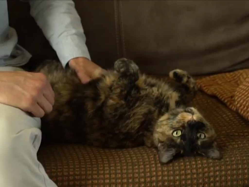 9-летний кот поборол коронавирус: В Сети показали видео с героем