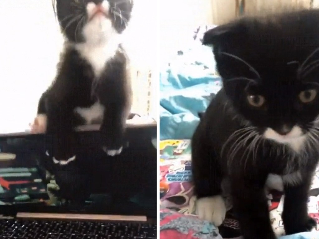 Забавное видео из Сети: кот оригинально потребовал внимания к своей персоне