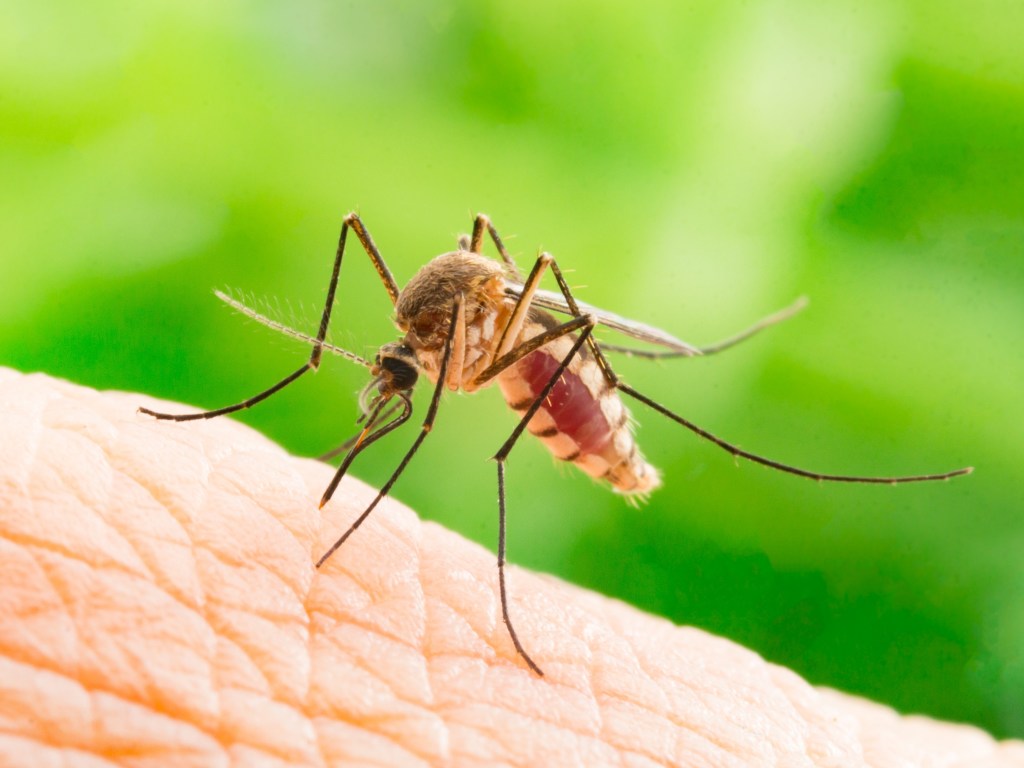 Стало известно, как комары выбирают своих «жертв»