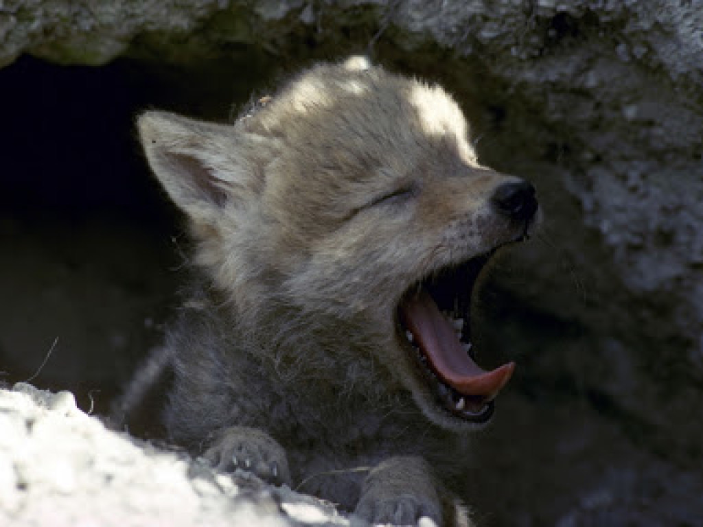 В Сеть попало забавное видео встречи собаки с волчонком (ВИДЕО)